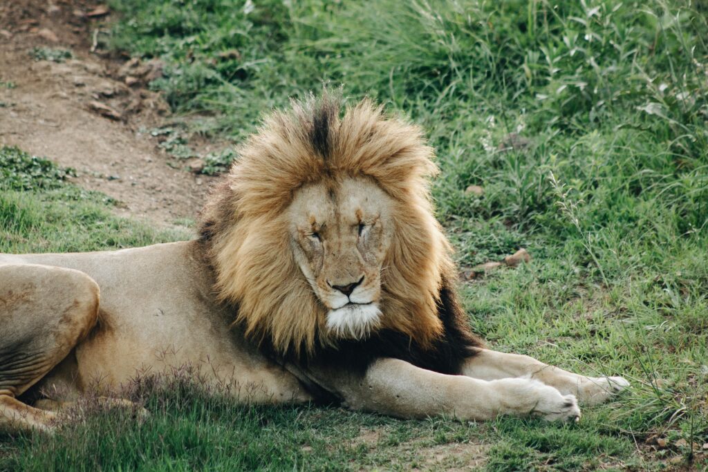 A Lions with it's big mane lying in the grass